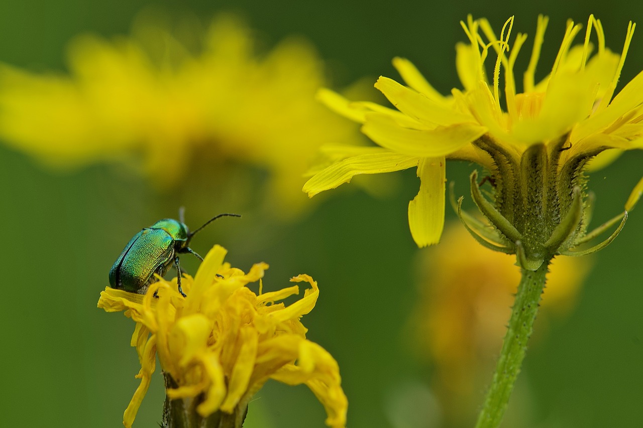 cétoine golden  macro photography  nature free photo