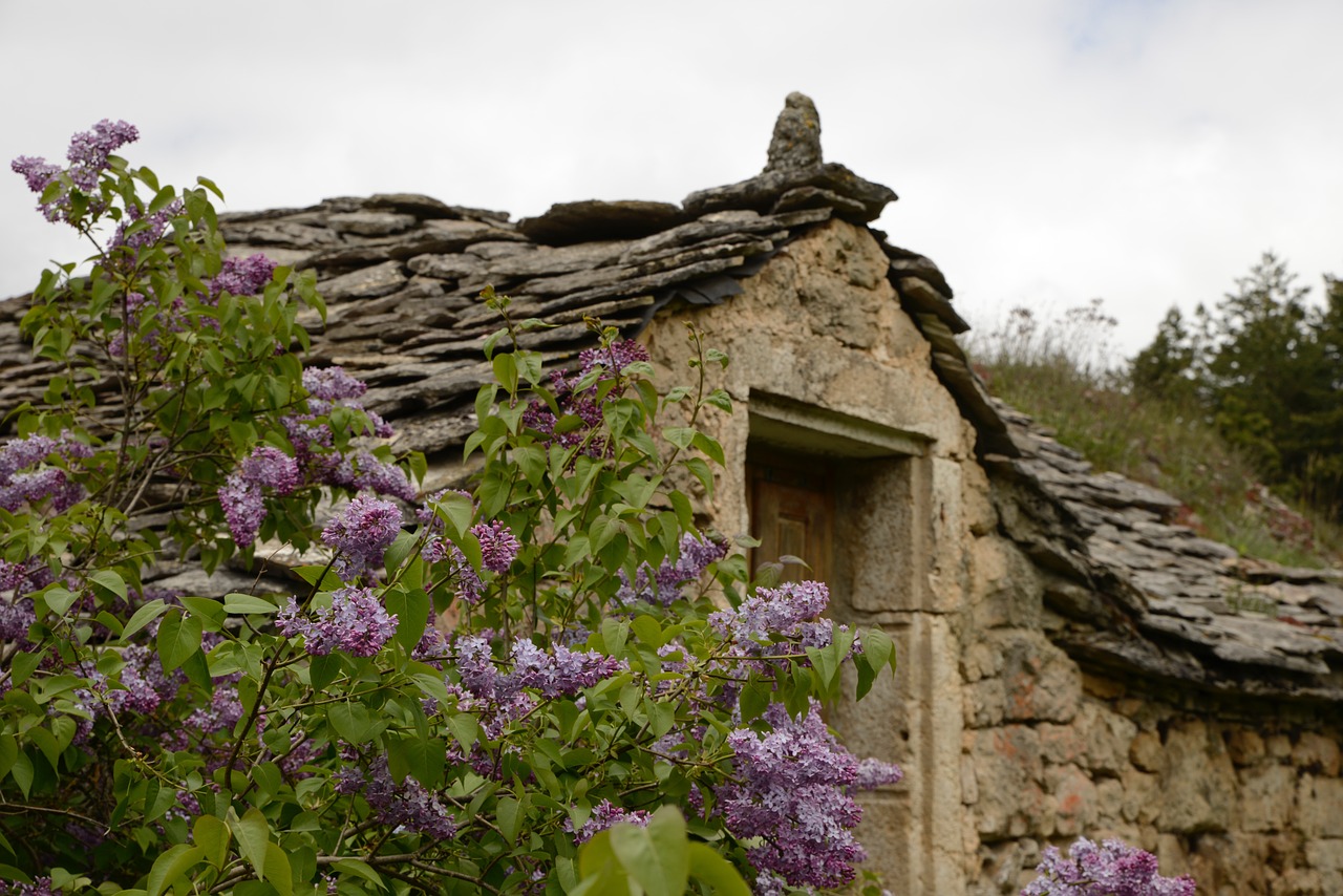 cevennes stone roof lilac free photo