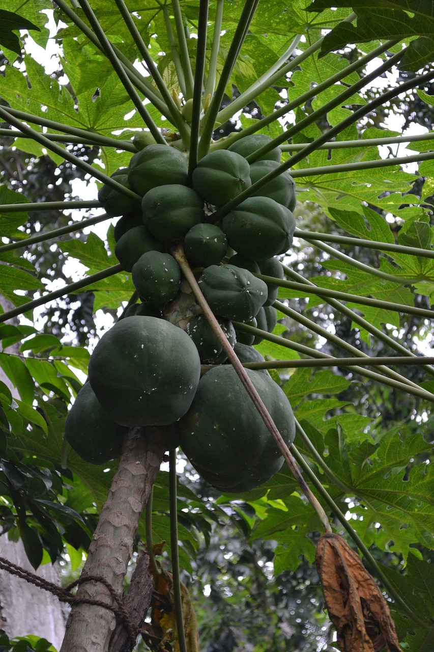 ceylon papya sri lanka papaya free photo