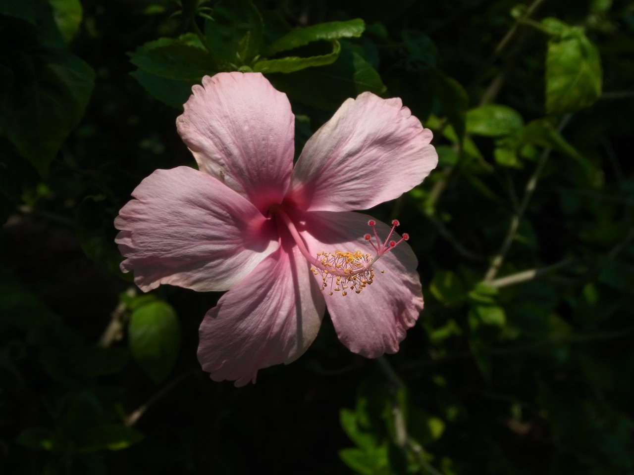 hibiscus pink thailand free photo