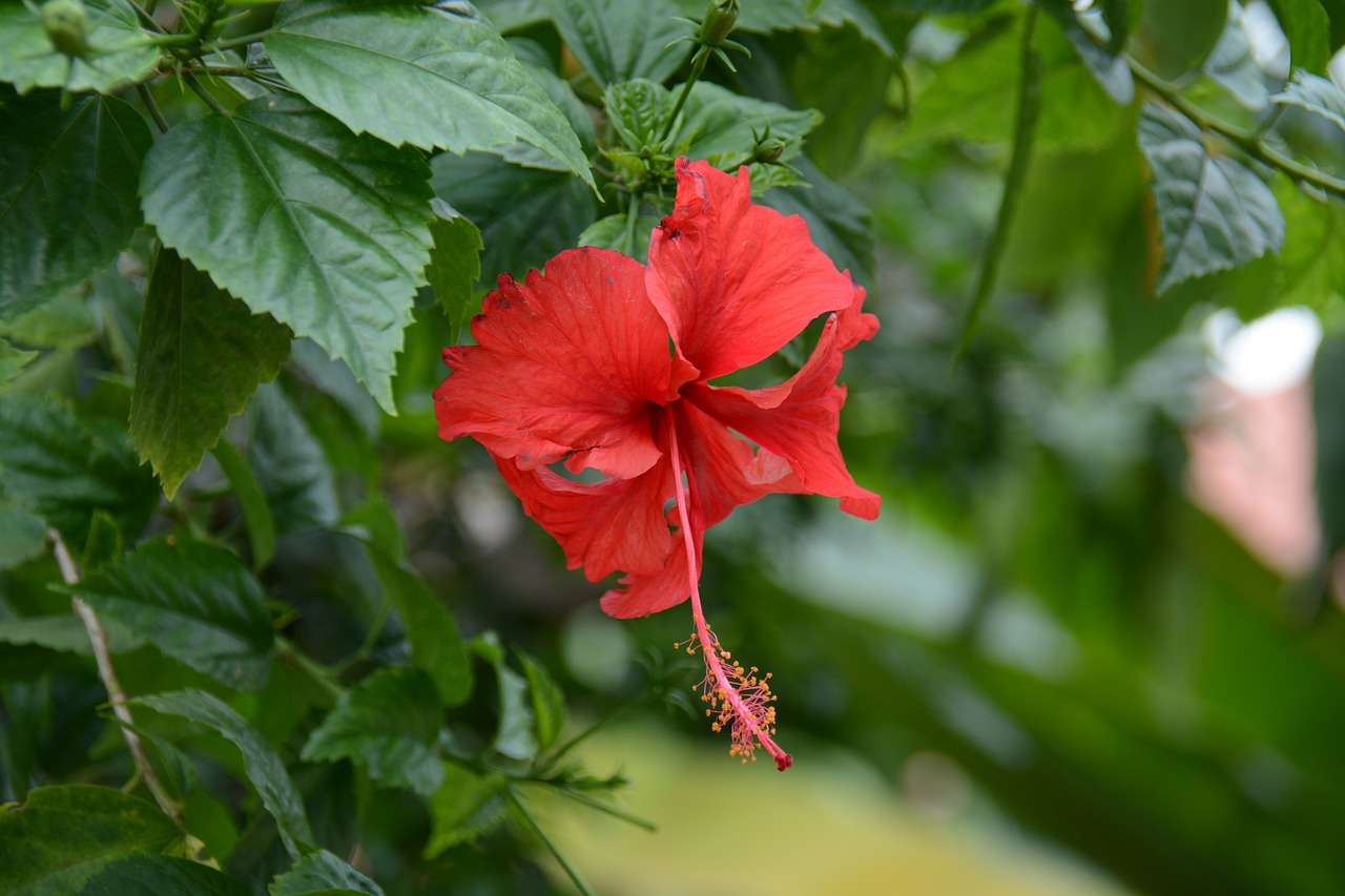 chaba red flowers free photo