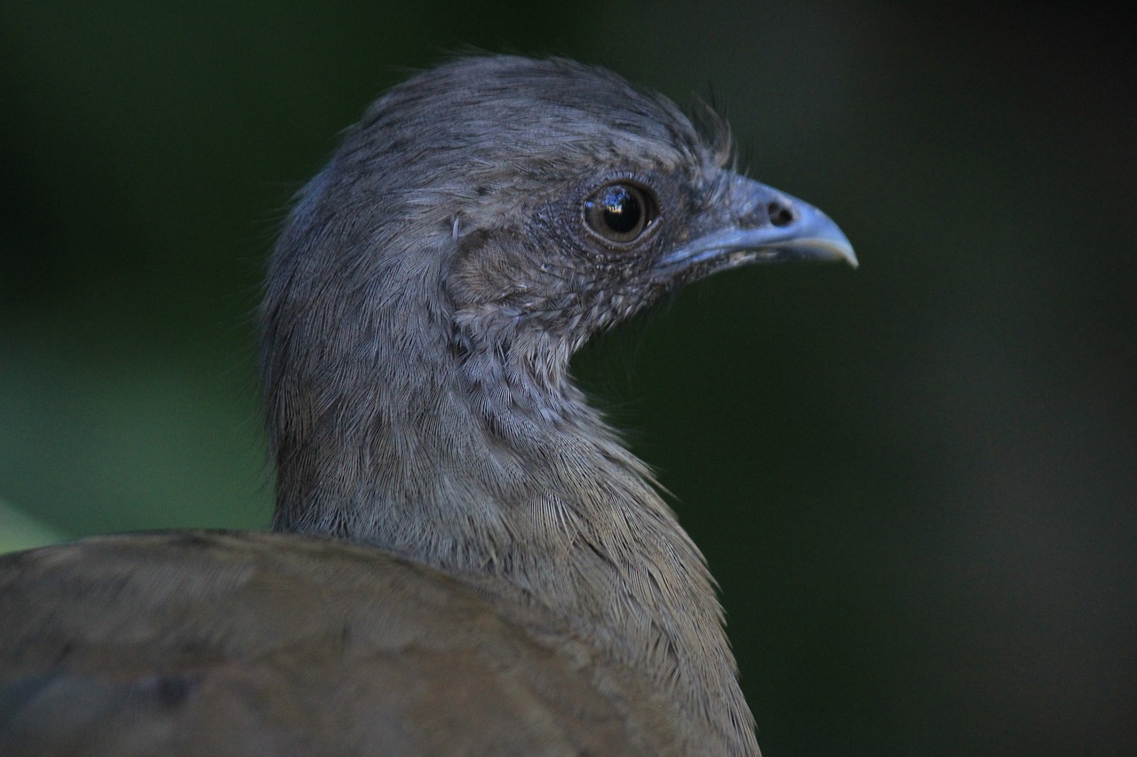 chachalaca ave bird free photo