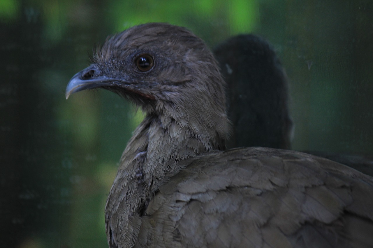 chachalaca mexico ave free photo