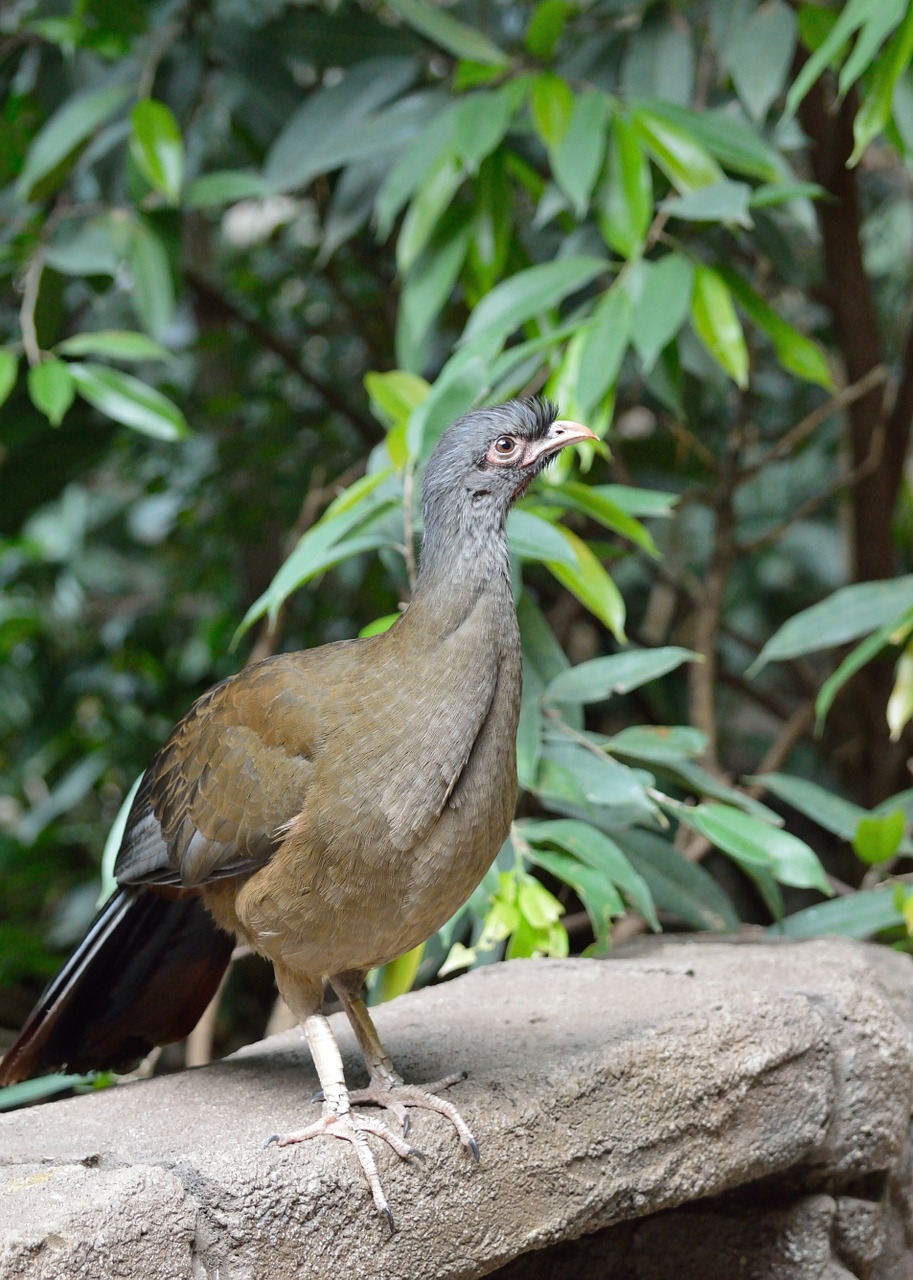 chaco chachalaca bird exotic free photo