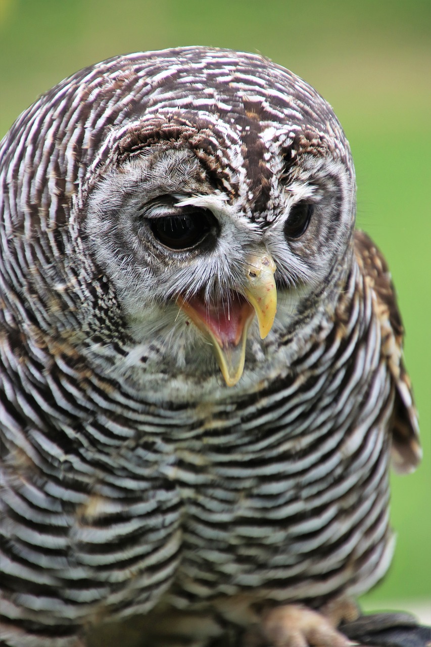 chaco owl owl bird free photo