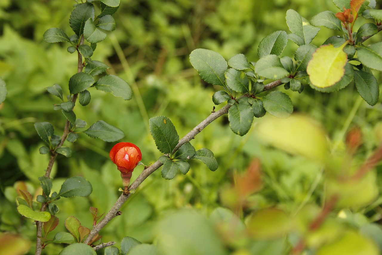 chaenomeles flowering quince free photo