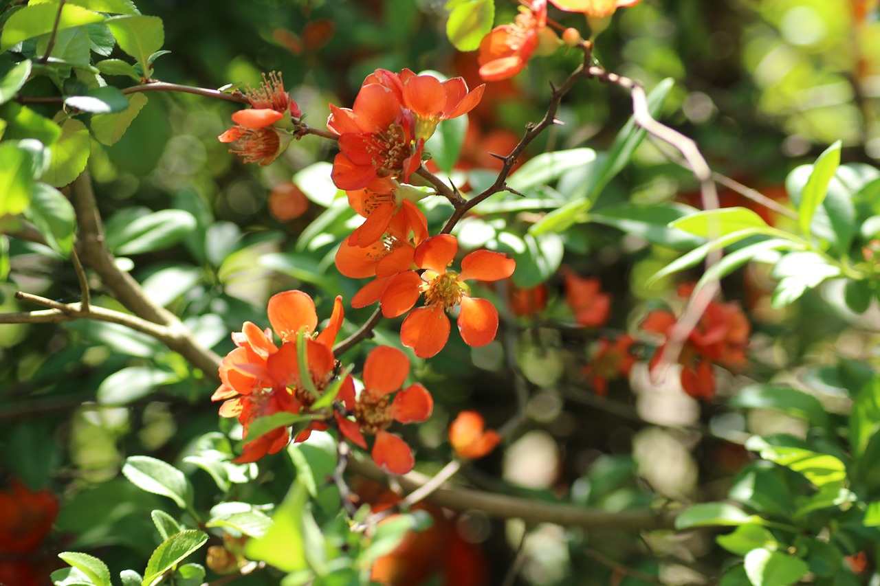 chaenomeles  ornamental shrub  flourishing free photo