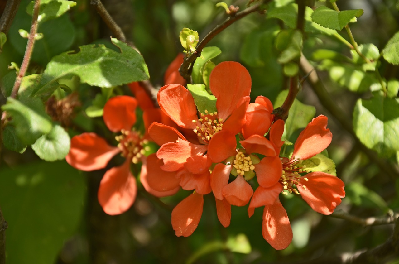 chaenomeles  shrubs  orange free photo