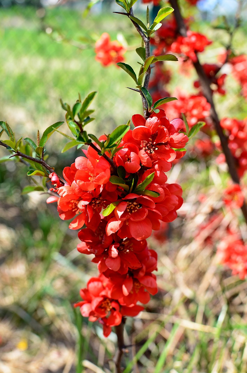 chaenomeles  flowers  red free photo