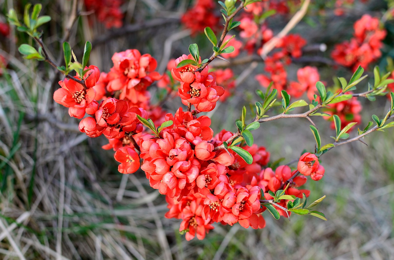 chaenomeles  plant  red free photo