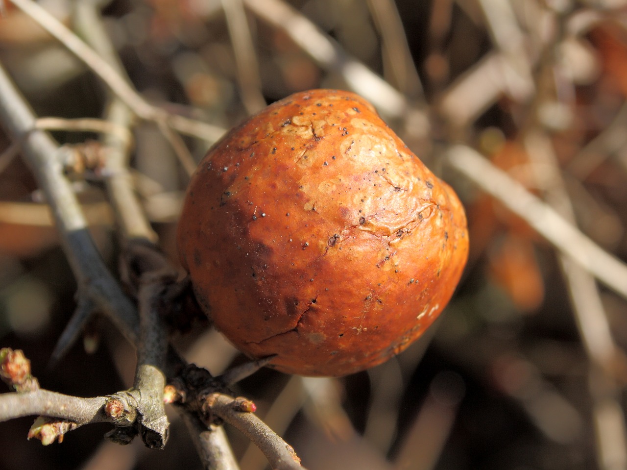 chaenomeles fruit overripe brown free photo