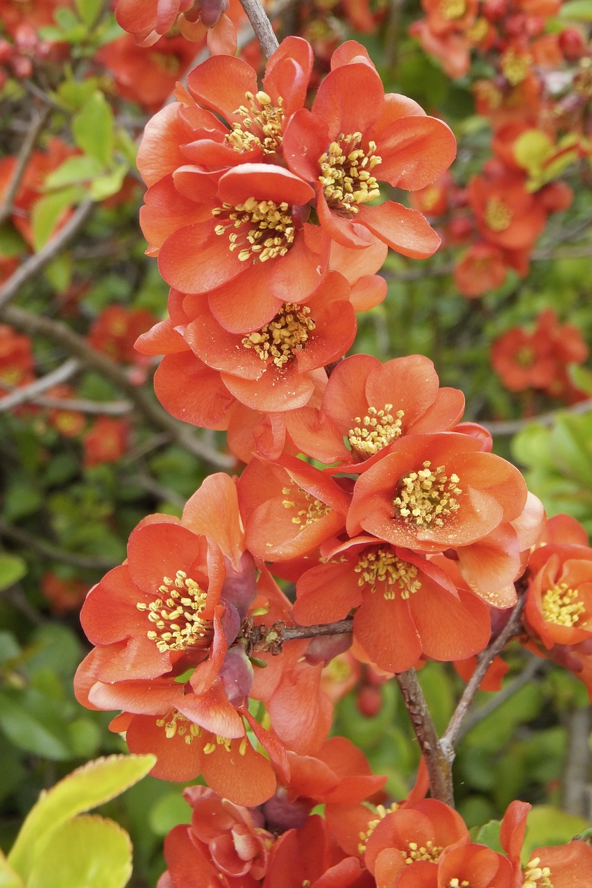chaenomeles japonica ornamental quince bush free photo