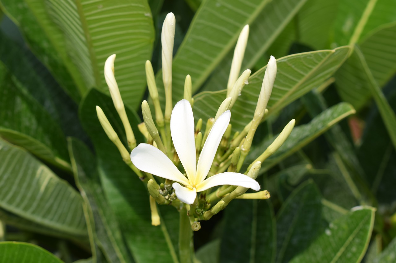 chafa flower champa flower plumeria rubra free photo