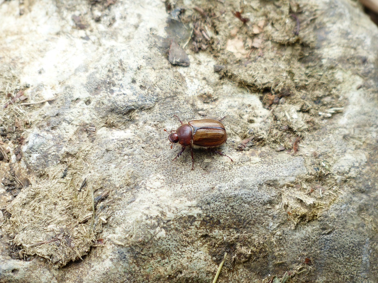 chafer beetle insect free photo