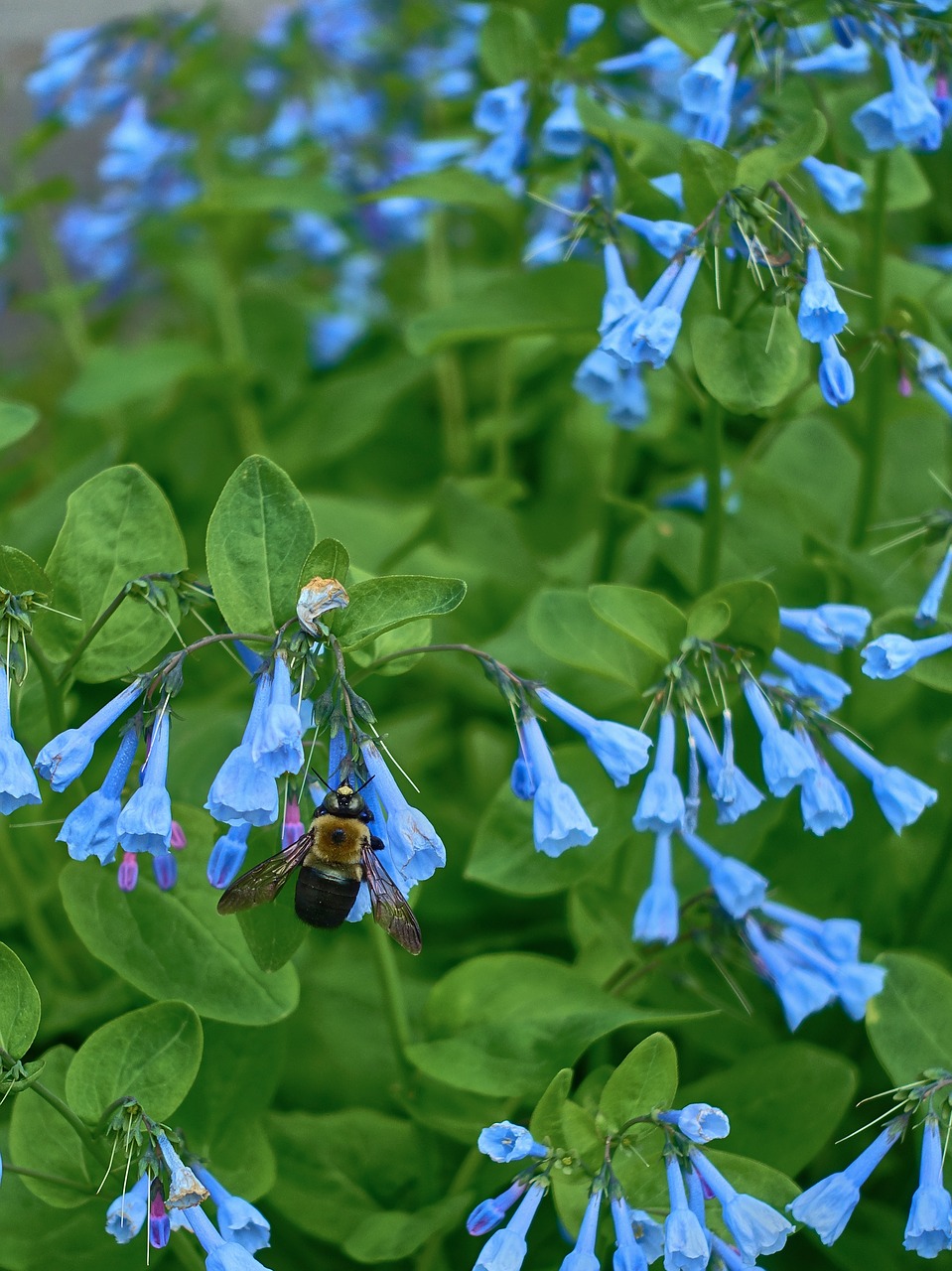 chafer insects bluebell free photo