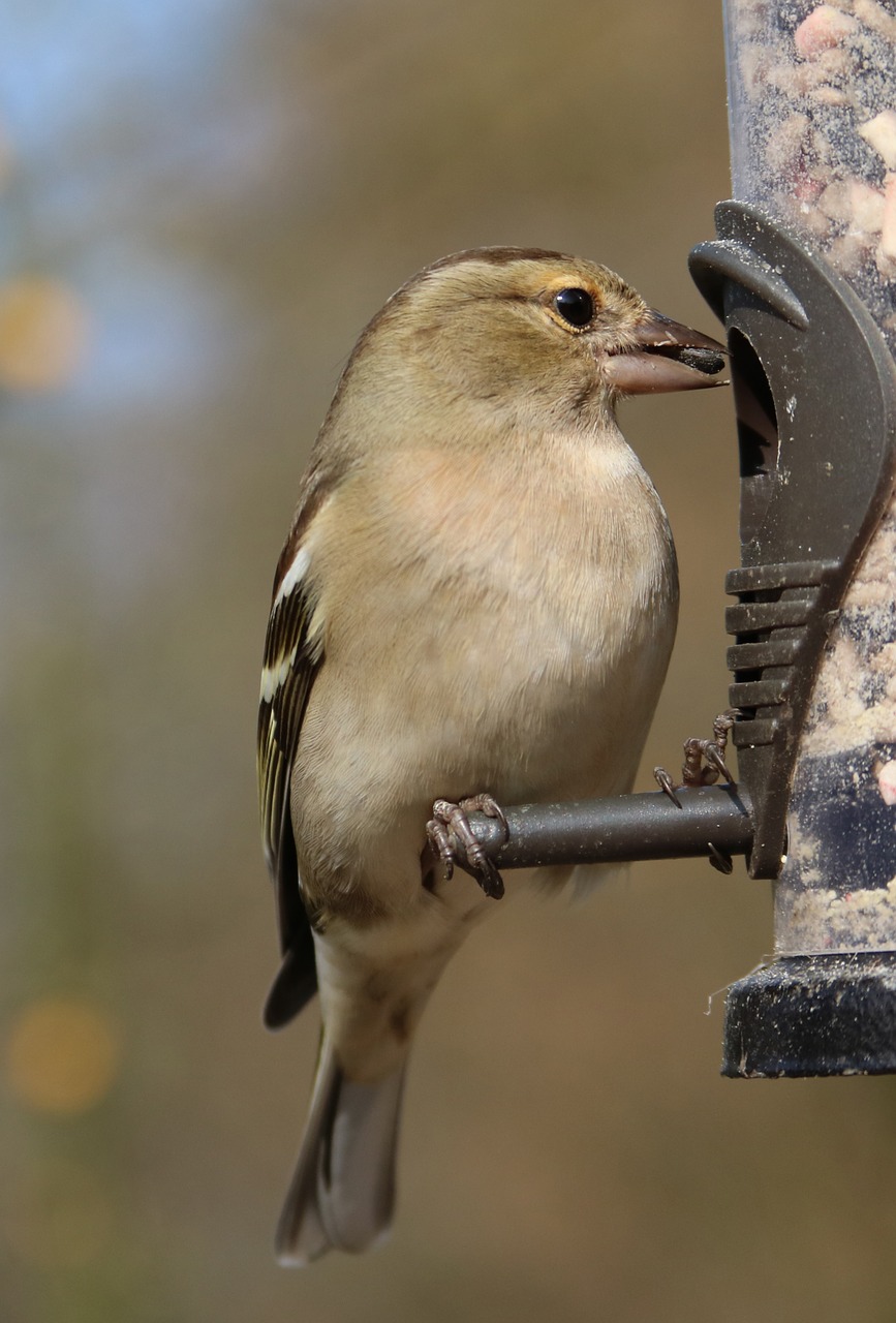 chaffinch garden bird feeder free photo