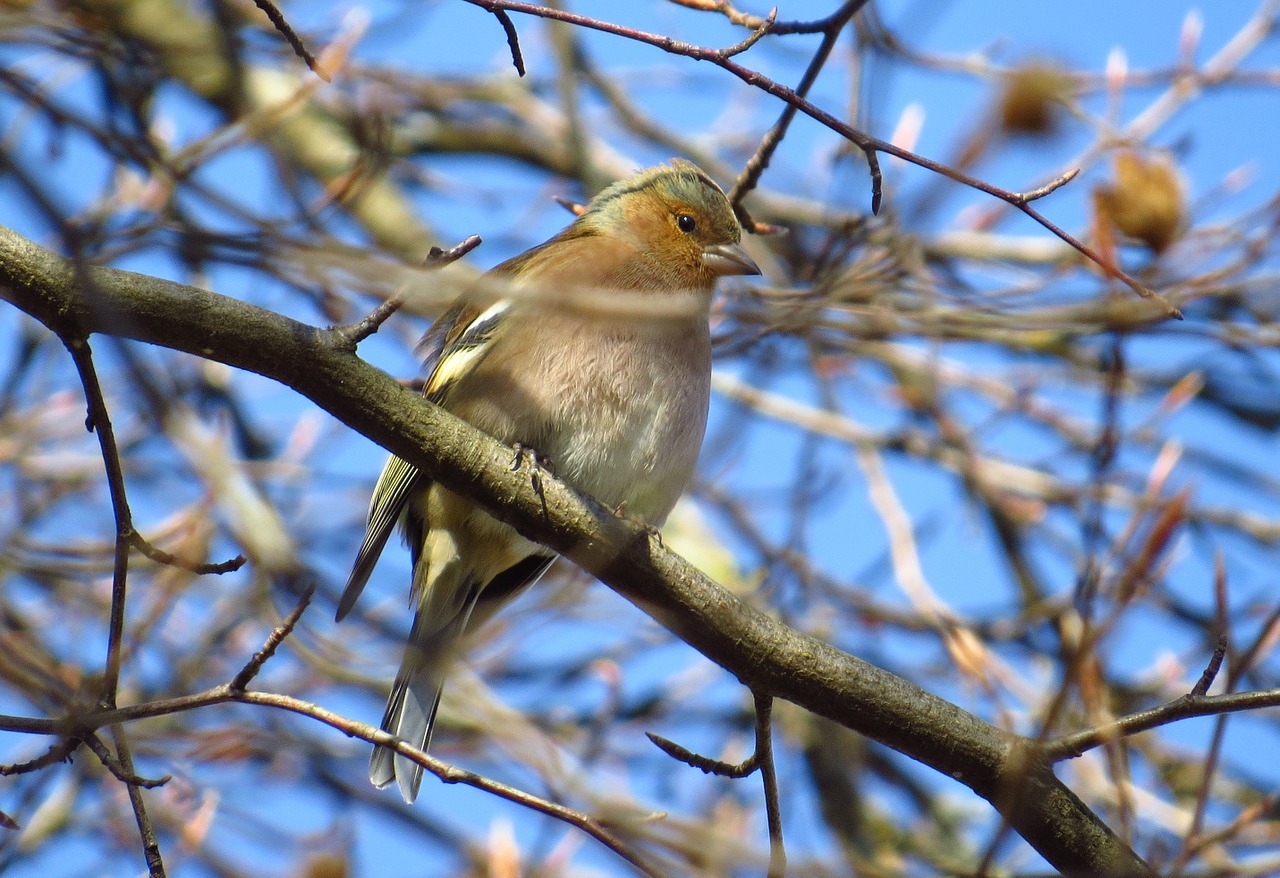 chaffinch songbirds birds free photo