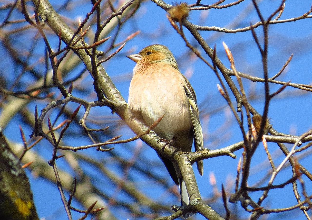 chaffinch songbirds birds free photo