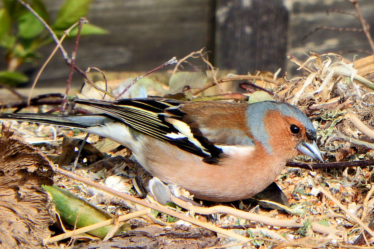 chaffinch fink songbird free photo