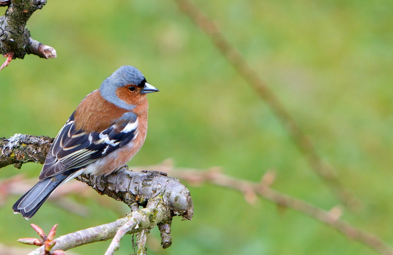 chaffinch bird wildlife free photo