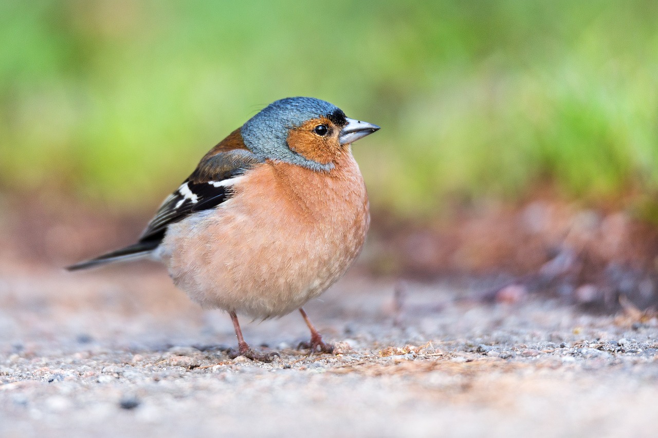 chaffinch finch bird free photo