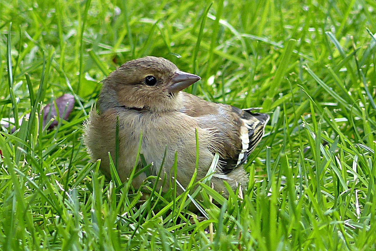 chaffinch fringilla coelebs bird free photo
