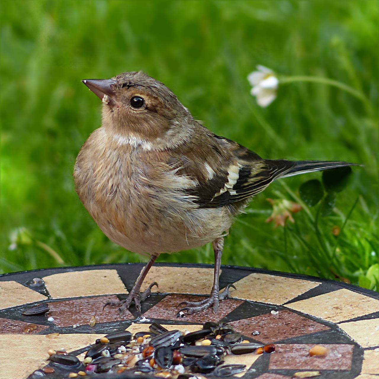 chaffinch fringilla coelebs bird free photo