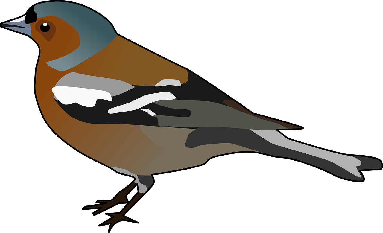 chaffinch finch bird free photo