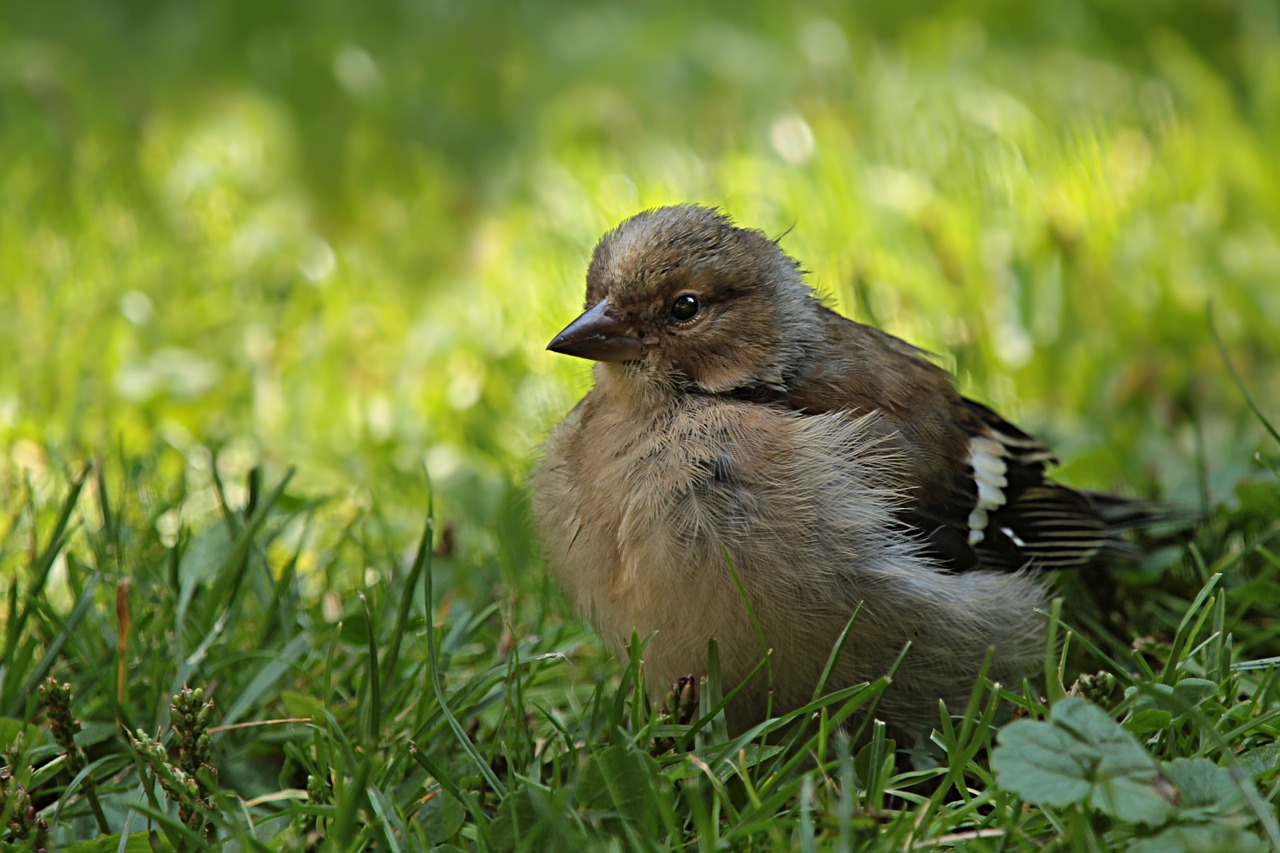 chaffinch fringilla coelebs bird free photo