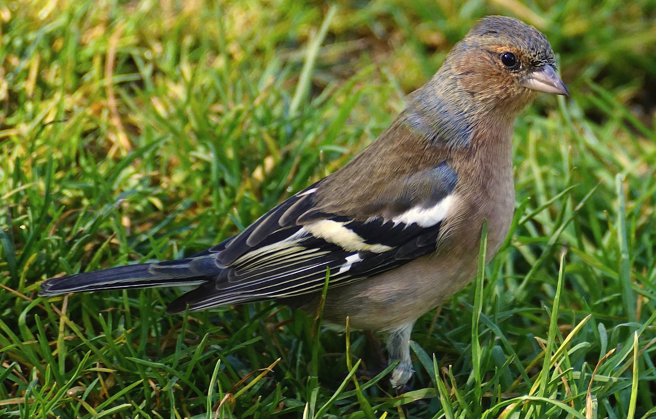 chaffinch bird fink free photo