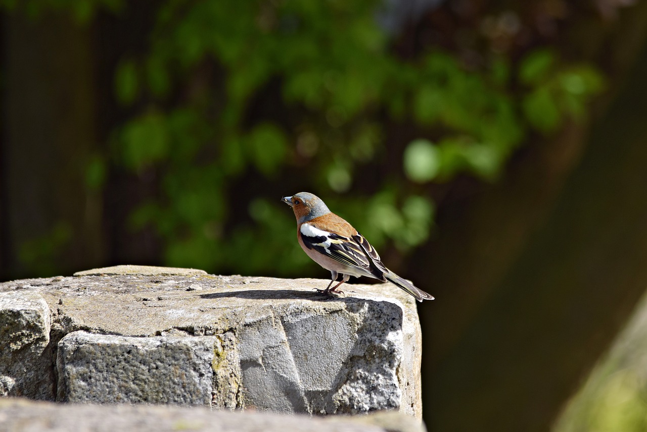 chaffinch bird green free photo