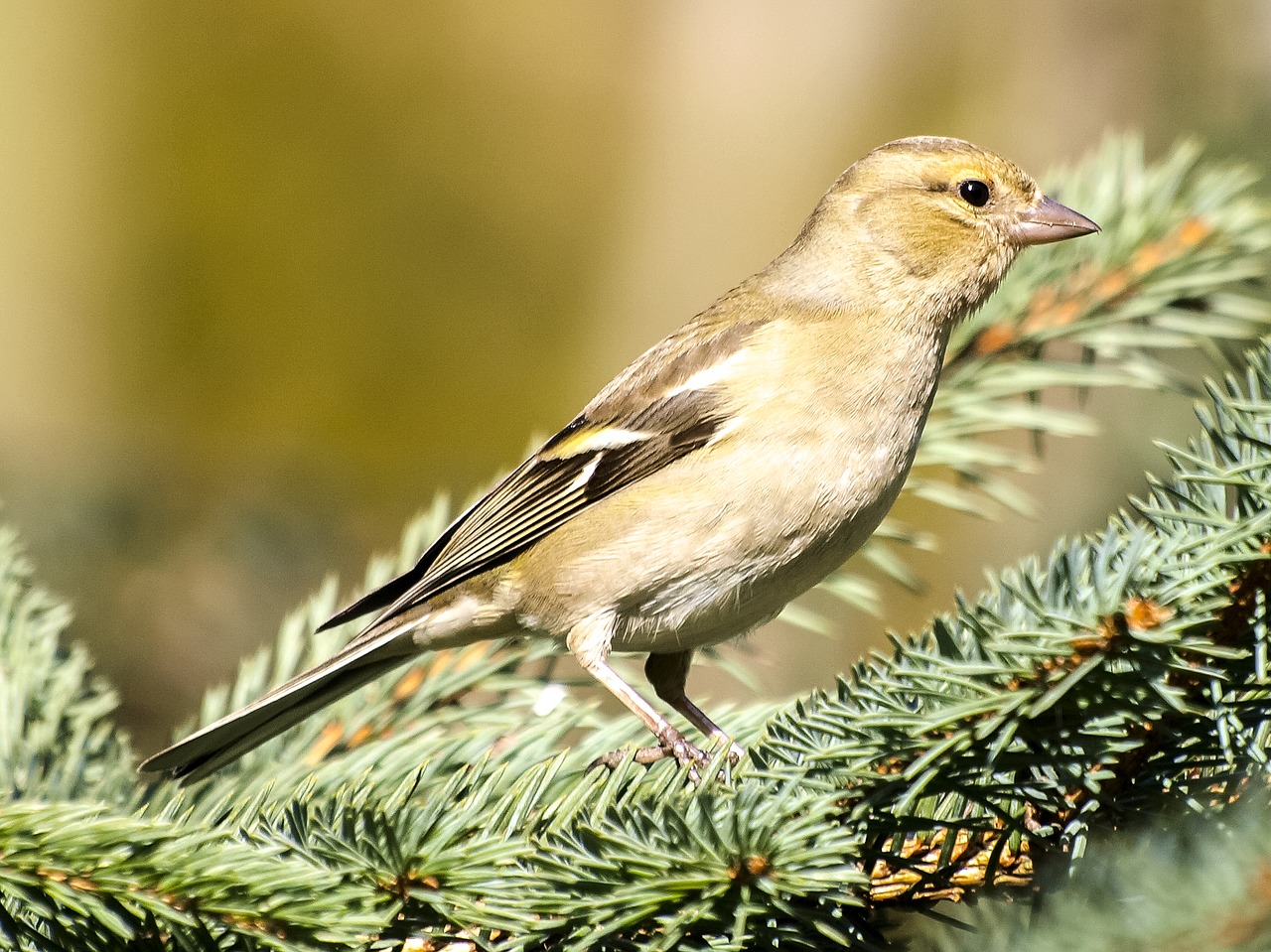 chaffinch fink bird free photo