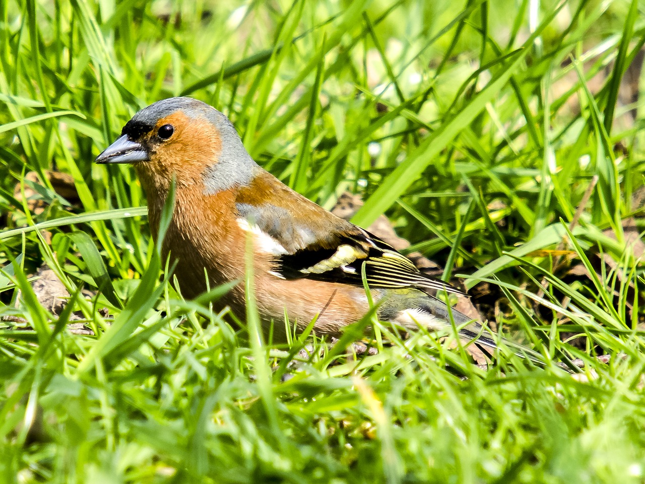 chaffinch fink bird free photo