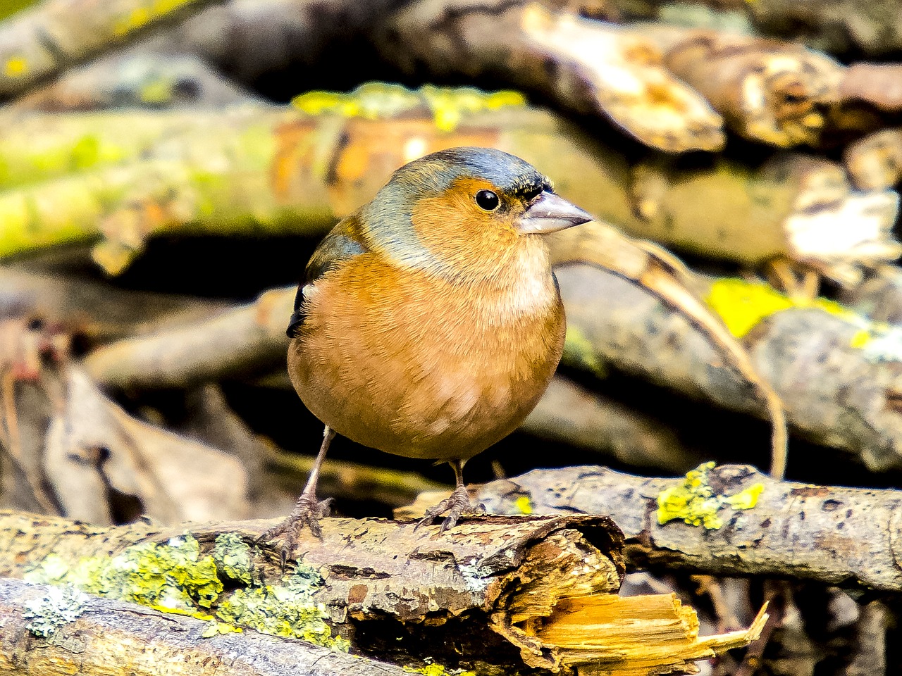 chaffinch fink songbird free photo