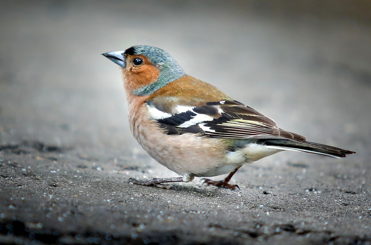 chaffinch bird sparrow free photo