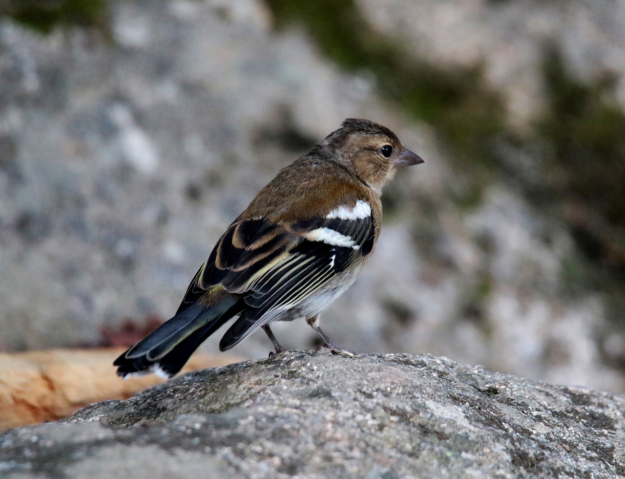 chaffinch female andorra free photo