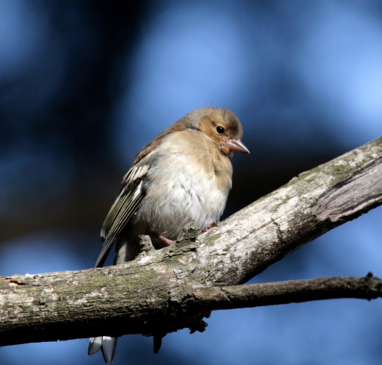 chaffinch female andorra free photo