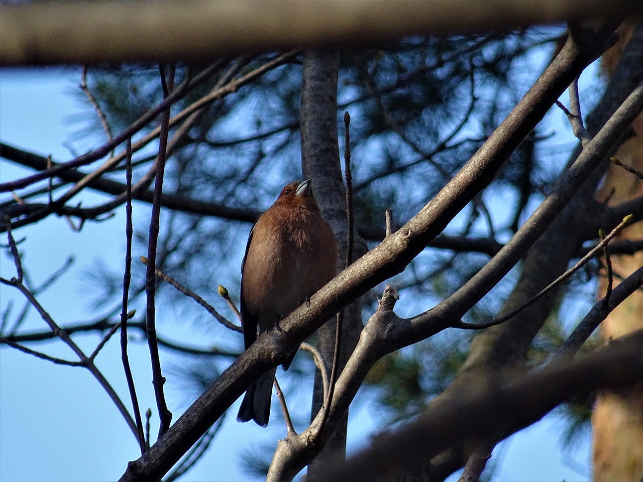 chaffinch tree nature free photo