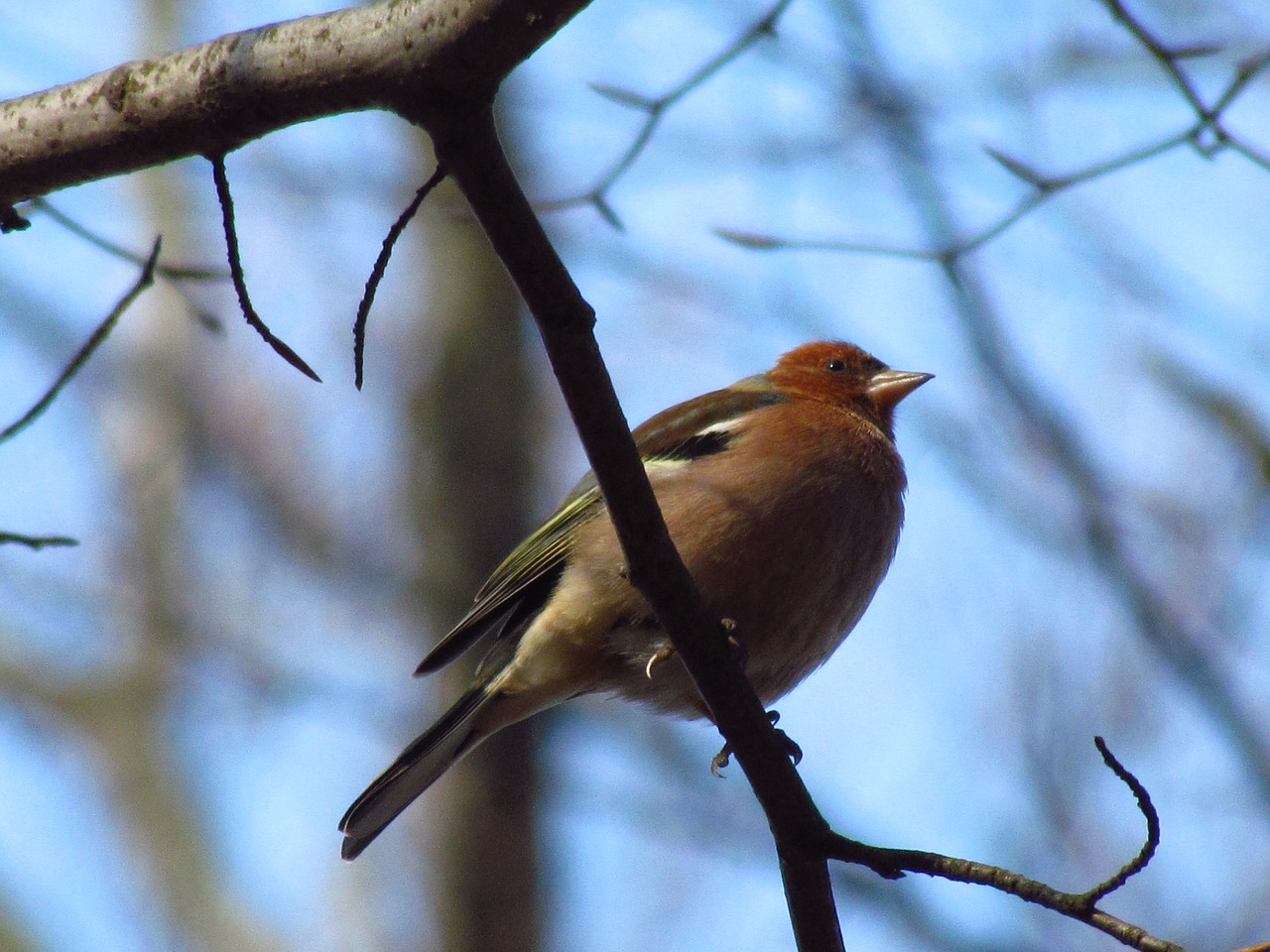 chaffinch  bird  nature free photo