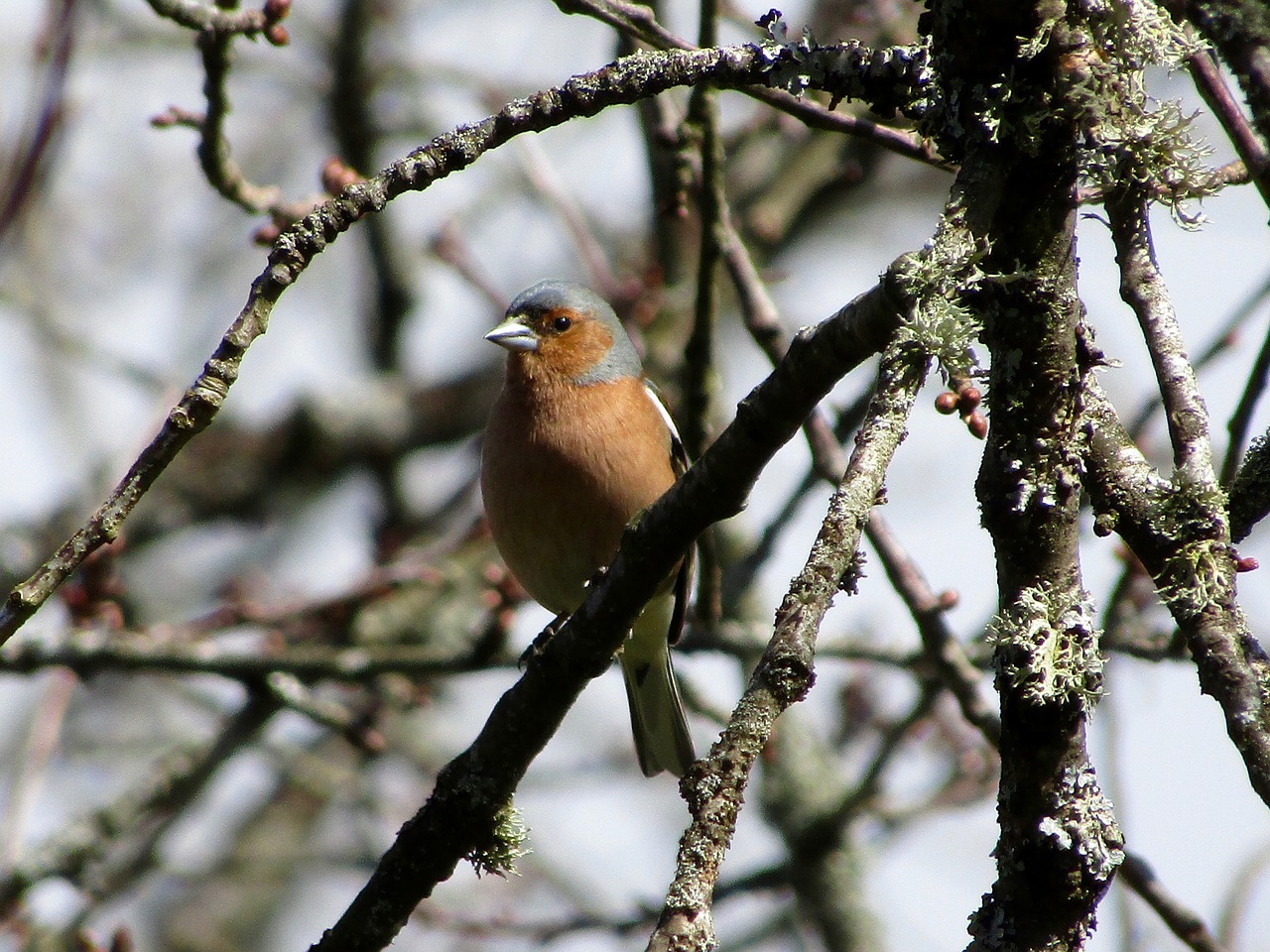 chaffinch  bird  nature free photo