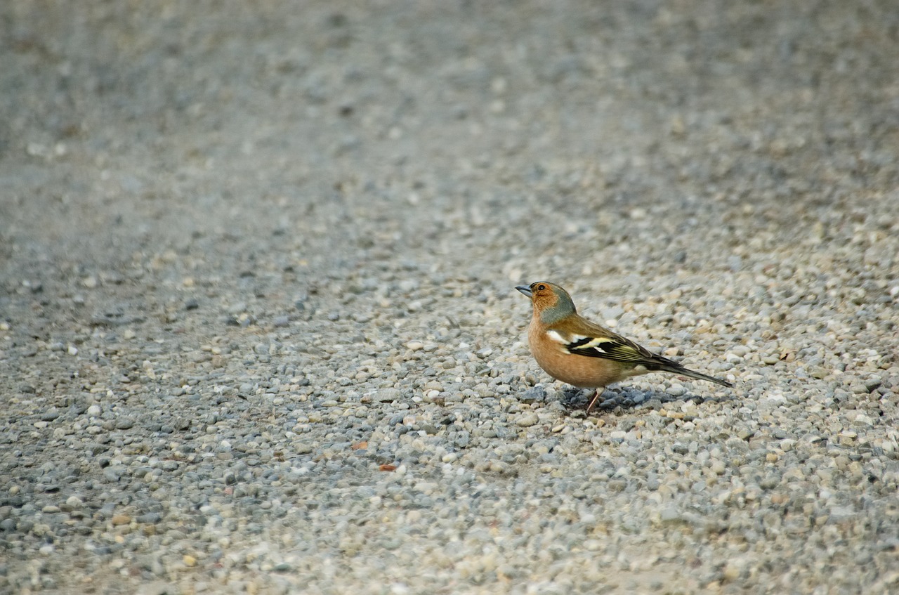 chaffinch  bird  songbird free photo