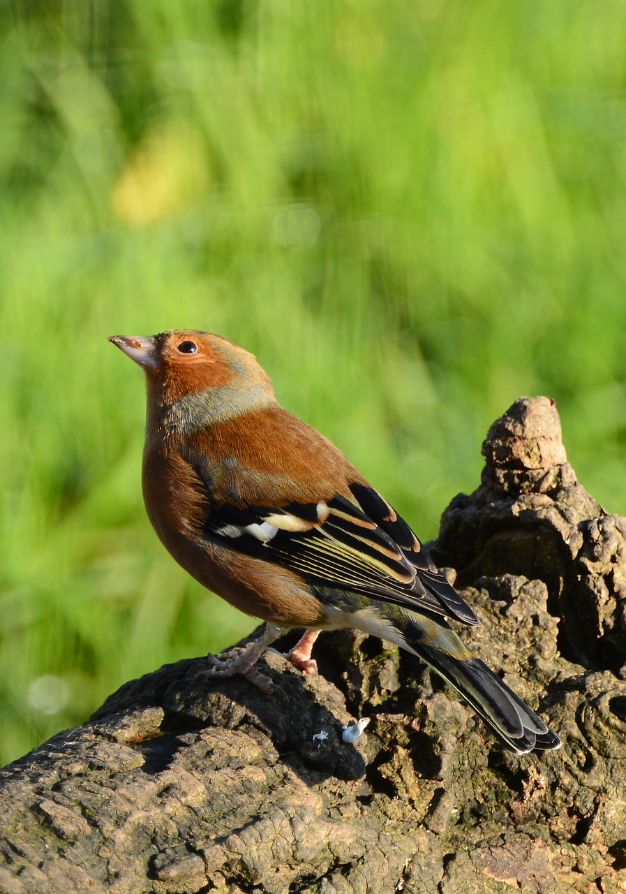 chaffinch  bird  nature free photo