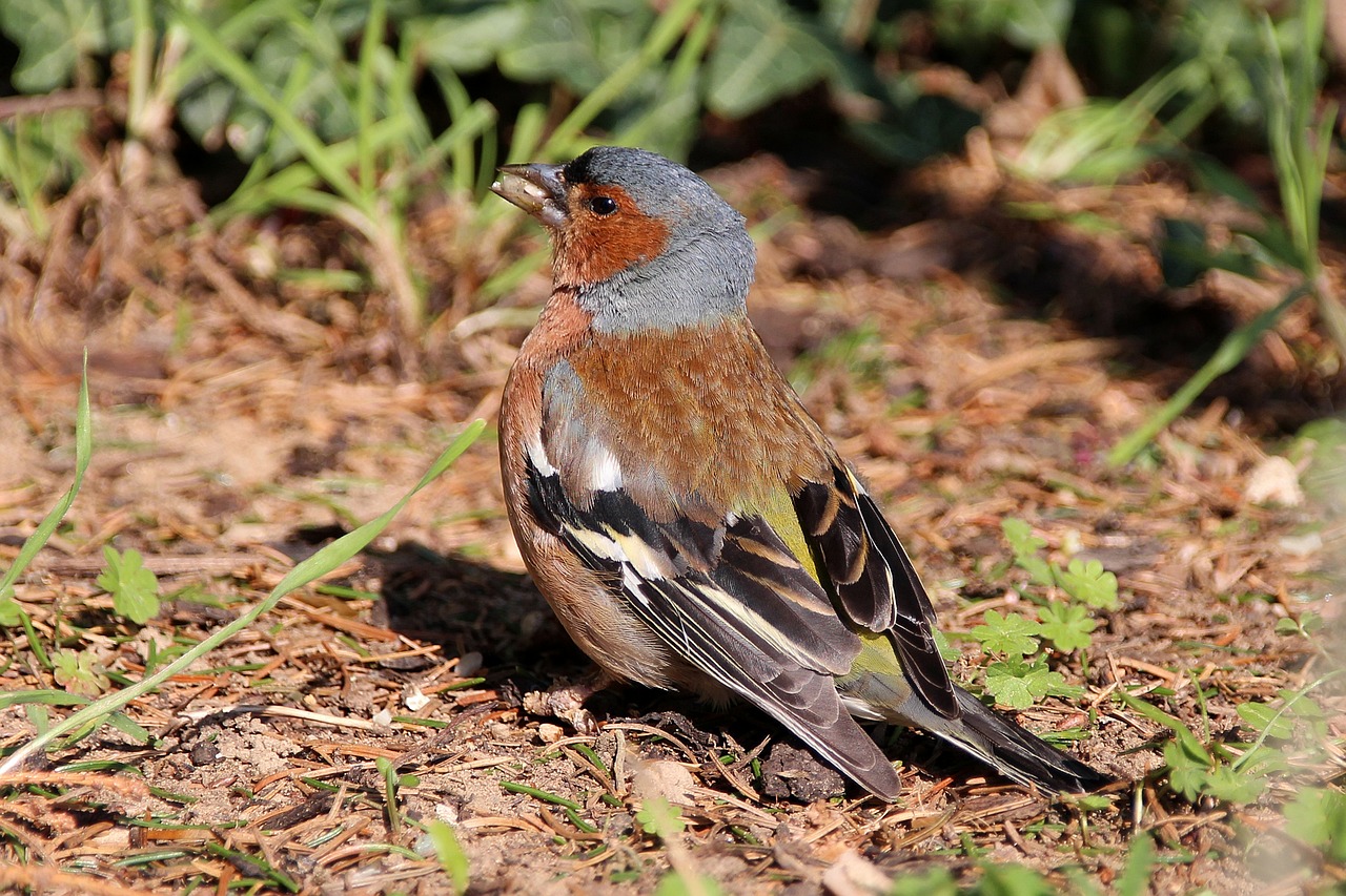 chaffinch  bird  garden free photo