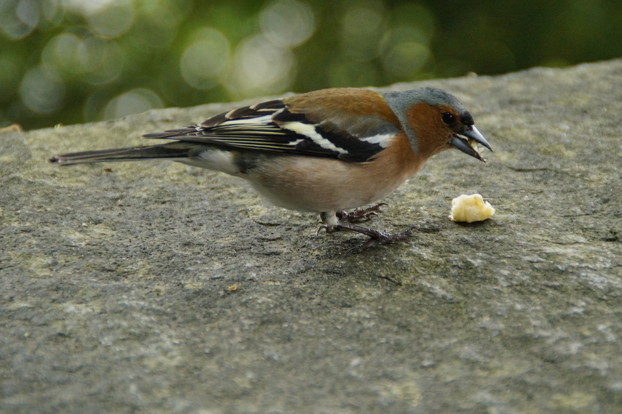 chaffinch plumage drawing free photo