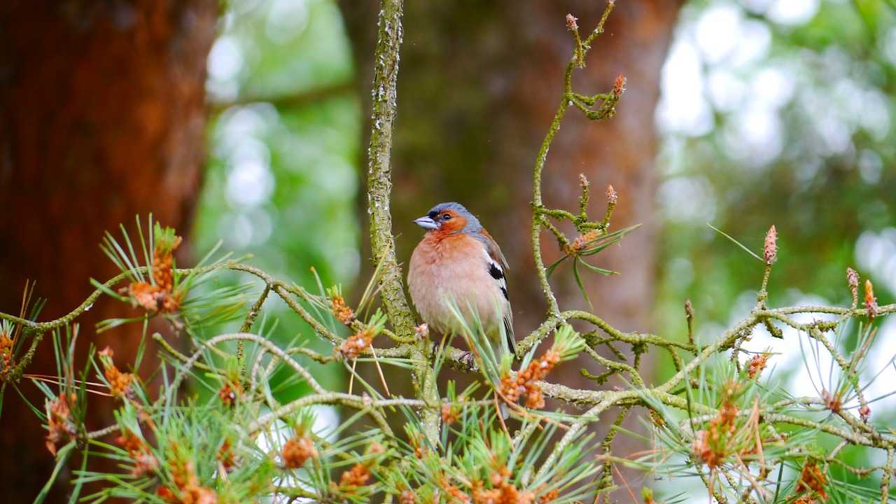 chaffinch bird songbird free photo