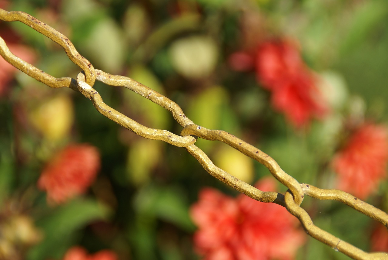 chain  flowers  summer free photo