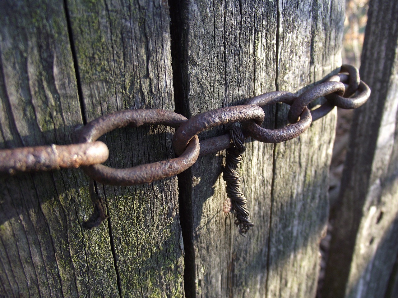 chain tree wire free photo