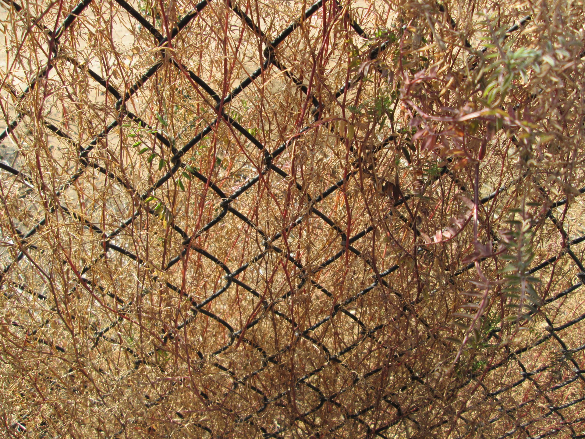 chain link pattern background free photo