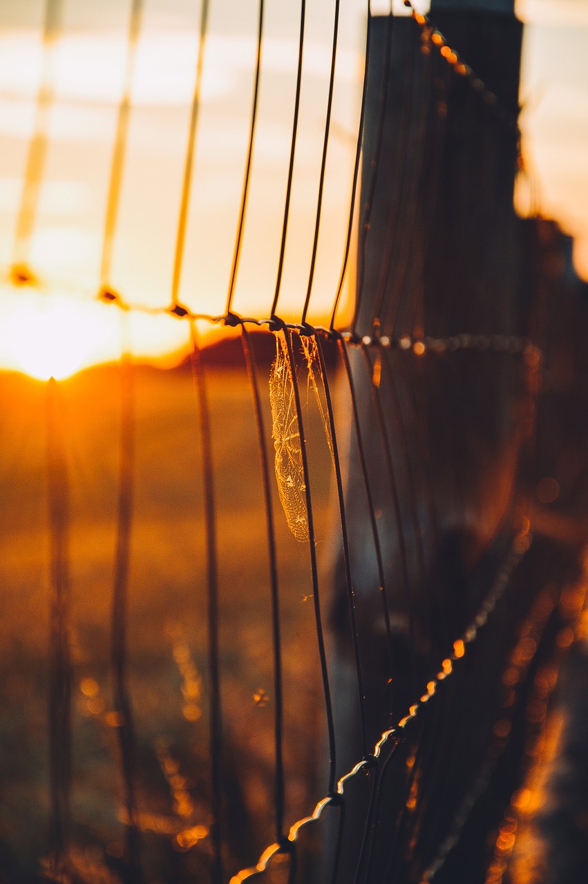 chainlink fence sunset free photo