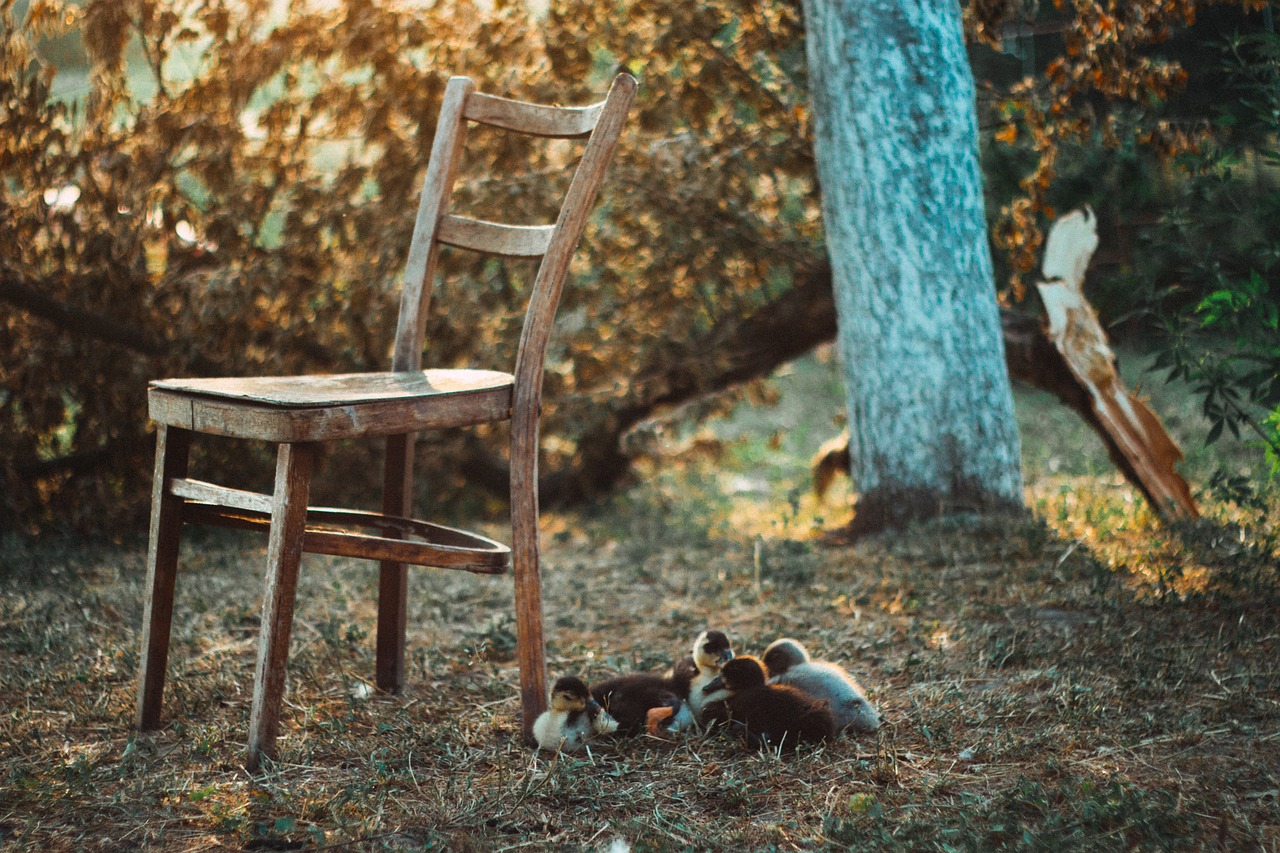 chair grass outdoors free photo